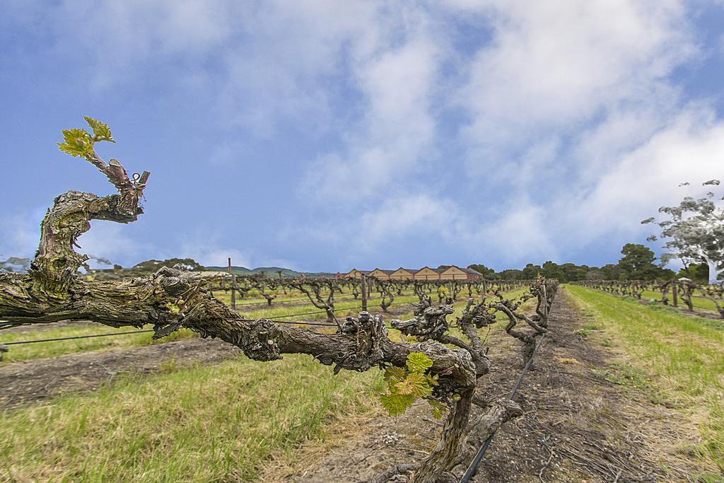 Barossa Vineyard Guesthouse タナンダ エクステリア 写真
